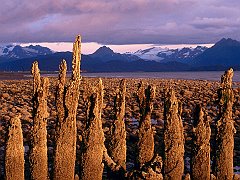 Low Tide, Homer, Alaska